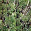 Kalon australsky - Pteropus poliocephalus - Gray-headed Flying Fox o1711